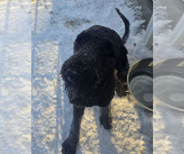 Medium Photo #1 Poodle (Standard)-Unknown Mix Puppy For Sale in Thomasville, NC, USA