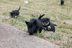 Small Photo #1 Labrador Retriever-Siberian Husky Mix Puppy For Sale in WOODFORD, VA, USA
