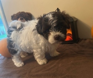 Medium Havanese