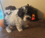 Puppy Oakley Havanese
