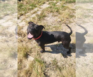 Aeris - Male Mutt Dog for Adoption - Photo #4
