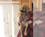 Small Photo #7 Rhodesian Ridgeback Puppy For Sale in PLAINFIELD, CT, USA