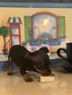 Small Photo #27 Miniature Pinscher Puppy For Sale in BULGER, PA, USA
