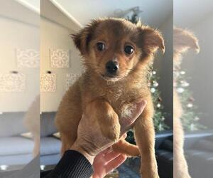 Chiranian Puppy for sale in BREWSTER, NY, USA