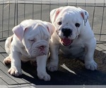 Small #3 English Bulldog