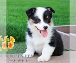 Small #3 Pembroke Welsh Corgi