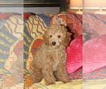 Small Photo #6 Poodle (Toy) Puppy For Sale in EL PASO, TX, USA
