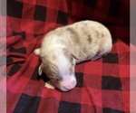 Small #4 Australian Shepherd