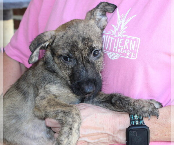 Medium Photo #2 Mutt Puppy For Sale in Prattville, AL, USA