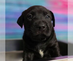 Bulldog-Unknown Mix Dogs for adoption in Lakewood, CO, USA