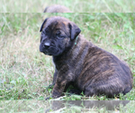 Small Photo #41 Boerboel Puppy For Sale in WASILLA, AK, USA
