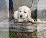 Small Photo #8 Labradoodle Puppy For Sale in BAHAMA, NC, USA