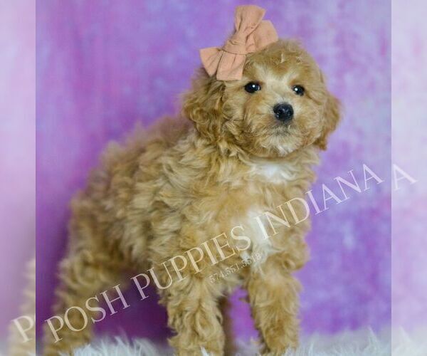 Medium Photo #96 Poodle (Miniature) Puppy For Sale in WARSAW, IN, USA