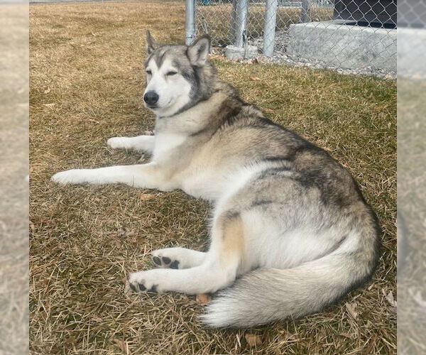 Medium Photo #6 Siberian Husky Puppy For Sale in Sandy, UT, USA