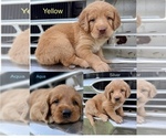 Image preview for Ad Listing. Nickname: Doodles
