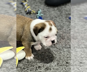 Bulldog Puppy for sale in FORT COLLINS, CO, USA