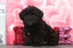 Small Photo #1 Poodle (Toy)-Yorkshire Terrier Mix Puppy For Sale in BEL AIR, MD, USA