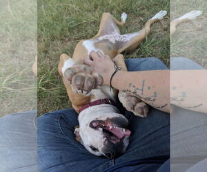Violet Beauregarde Lonestar - Female Boxer-Unknown Mix Dog for Adoption - Photo #28