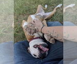 Small #27 Boxer Mix