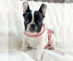 Puppy Luna French Bulldog