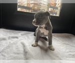 Small Photo #7 American Bully Puppy For Sale in SOMERSET, KY, USA