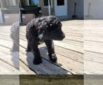 Small Photo #4 Goldendoodle Puppy For Sale in TAYLORVILLE, IL, USA