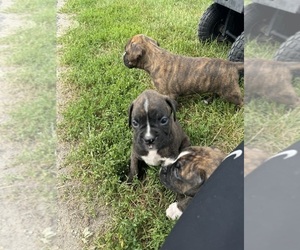 Boxer Puppy for Sale in NEW LONDON, Iowa USA
