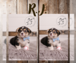 Puppy RJ Pembroke Welsh Corgi
