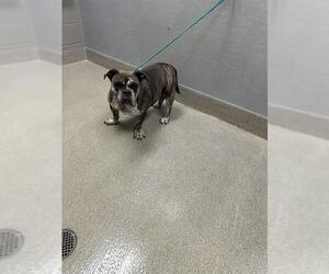 Mutt Dogs for adoption in Las Vegas, NV, USA