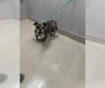 Small Mutt