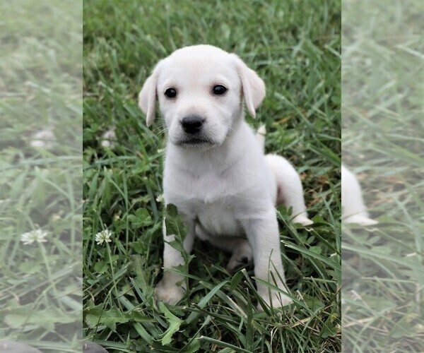 Medium Photo #6 Labrador Retriever Puppy For Sale in SYRACUSE, IN, USA