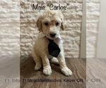 Small Photo #10 Goldendoodle Puppy For Sale in KEIZER, OR, USA
