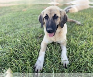 Anatolian Shepherd Puppy for sale in ROBSTOWN, TX, USA