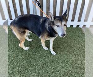 Texas Heeler Dogs for adoption in Modesto, CA, USA