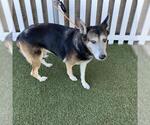 *COCO - Female Texas Heeler Dog for Adoption - Small photo