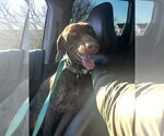 Small #2 German Shorthaired Pointer