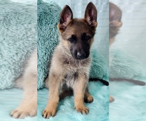 German Shepherd Dog Puppy for sale in WARREN, MA, USA