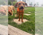 Small #2 Labrador Retriever Mix