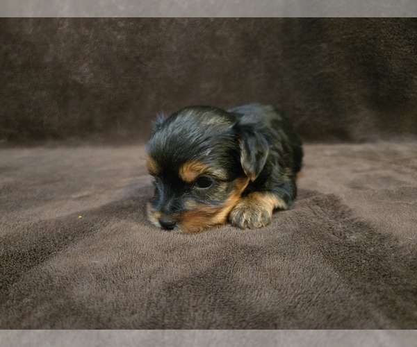 Medium Photo #9 Yorkshire Terrier Puppy For Sale in CARLYLE, IL, USA