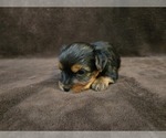 Small #8 Yorkshire Terrier