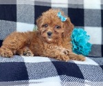 Small Photo #9 Shih-Poo Puppy For Sale in LAKELAND, FL, USA