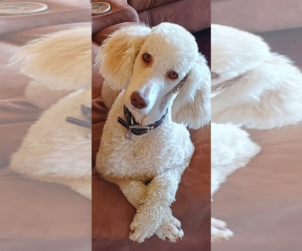 Medium Photo #1 Poodle (Standard) Puppy For Sale in SANGER, TX, USA
