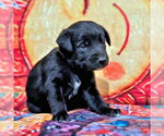 Small #2 Golden Retriever Mix