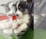 Small #7 Pomsky-Shiba Inu Mix