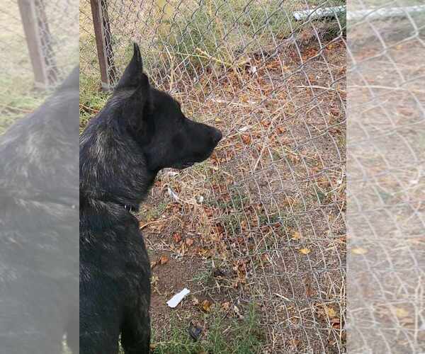 Medium Photo #4 Dutch Shepherd -Unknown Mix Puppy For Sale in Imlay City, MI, USA