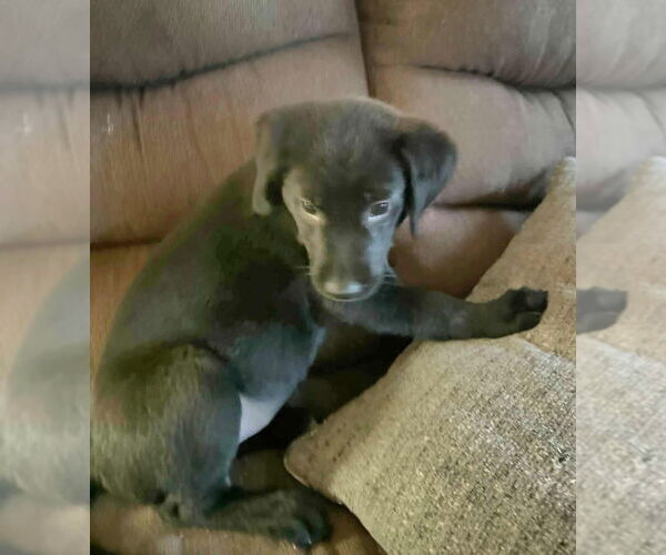 Medium Photo #1 Labrador Retriever-Unknown Mix Puppy For Sale in Aurora, IN, USA