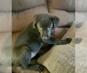 Labrador Retriever-Unknown Mix Dogs for adoption in Aurora, IN, USA