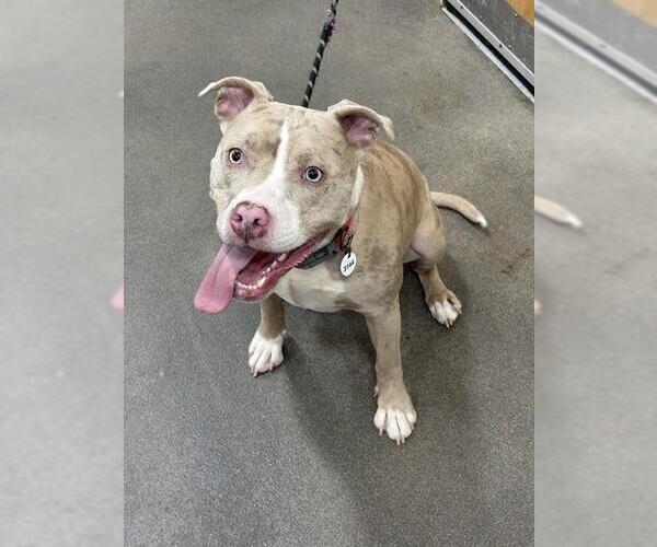 Medium Photo #1 Mutt Puppy For Sale in Forestville, MD, USA