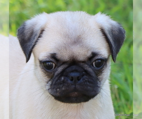 Medium Photo #15 Pug Puppy For Sale in WINNSBORO, TX, USA