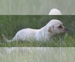 Small #5 Chihuahua